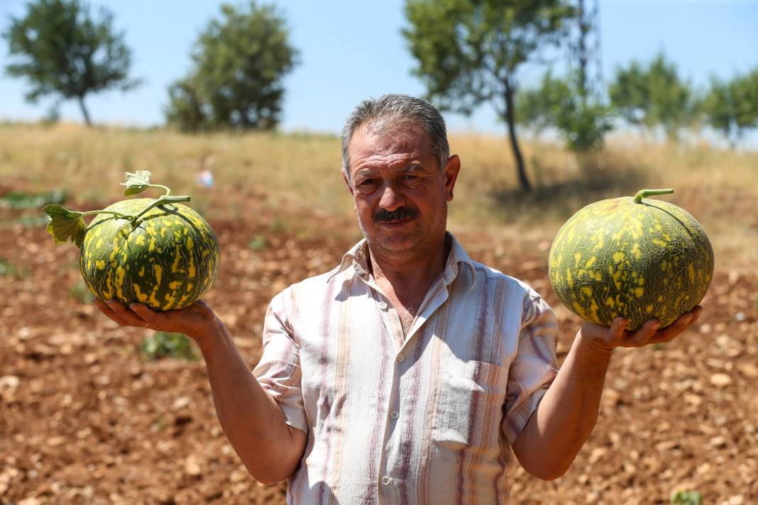 Olgunlaştığı üzerindeki beneklerden anlaşılıyor: Diğerlerinden pahalı! Kilosu pazarda 20-25 liraya satılıyor 9